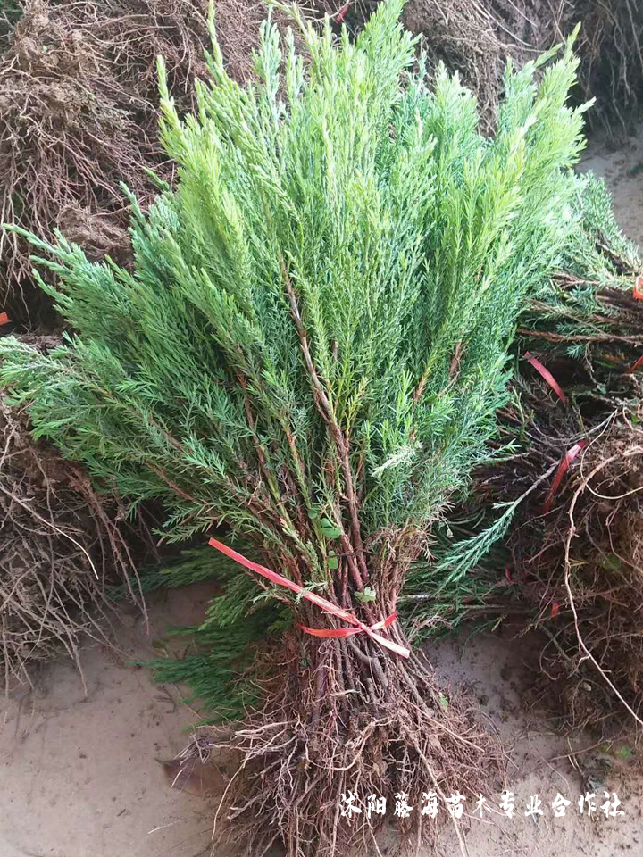 供应2年生沙地柏,规格齐全,找沙地柏就找藤海苗木专业合作社